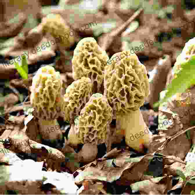 A Photograph Of A Group Of Morel Mushrooms Morel Mushrooms Cross Stitch Pattern