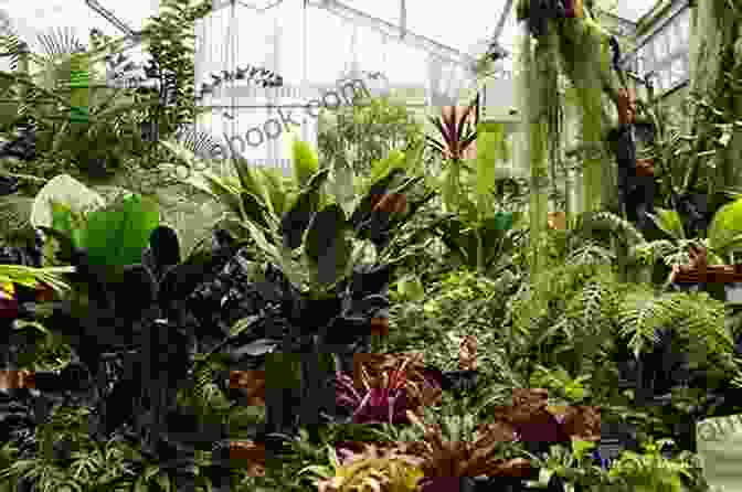 Interior View Of The Greenhouse, Featuring Lush Foliage, Tropical Plants, And A Cascading Waterfall. The Greenhouse Ken Luber