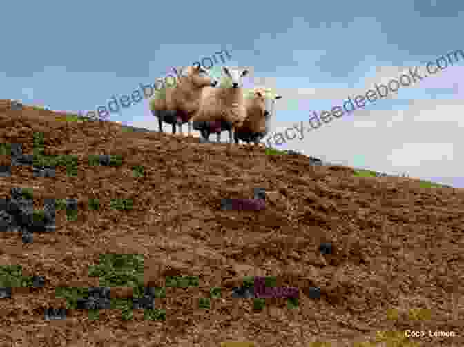 Rolling Hills And Sheep Grazing In The Scottish Highlands The Great A Z Of Scotland Adventure (Part 3: F Is For Fort William G Is For Glenfinnan)